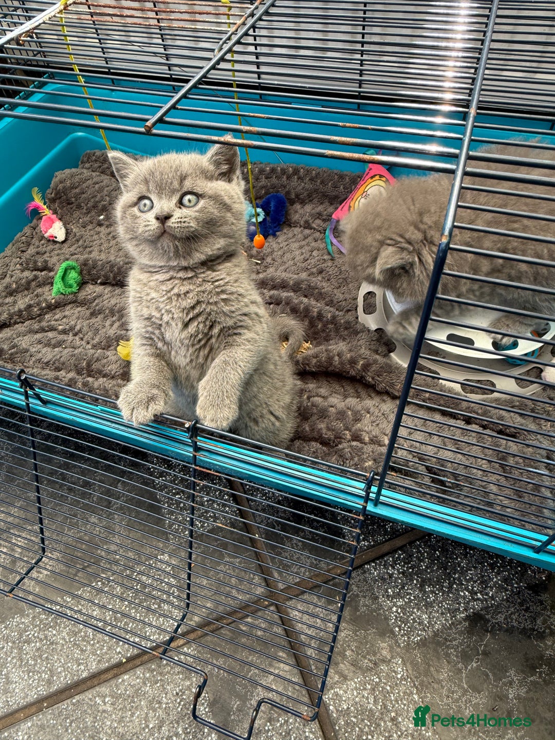 British Shorthair cats for sale: Gorgeous teddy BHS kitties from GCCF parents  - Image 9
