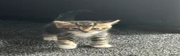 Domestic Shorthair cats for sale: BLACK+GINGER BABY KITTEN/needs to be taken ASAP in London - Advert 9