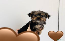 Yorkshire Terrier dogs for sale: Coloured Yorkshire Terrier Puppies  - Image 20