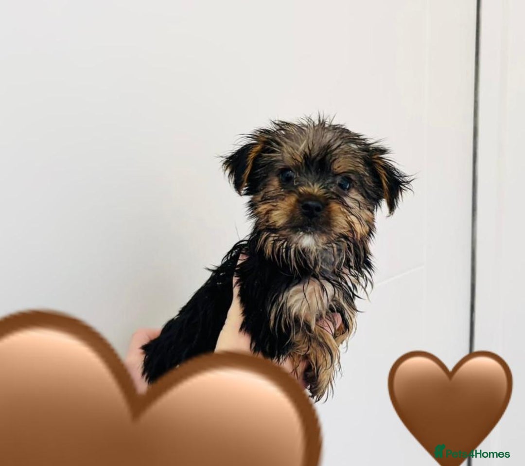 Yorkshire Terrier dogs for sale: Coloured Yorkshire Terrier Puppies  - Image 20
