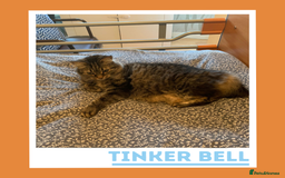 Mixed Breed cats for adoption: Curious, Confident Lady Kitty - Advert 3