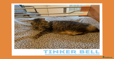 Mixed Breed cats Curious, Confident Lady Kitty - Advert 4