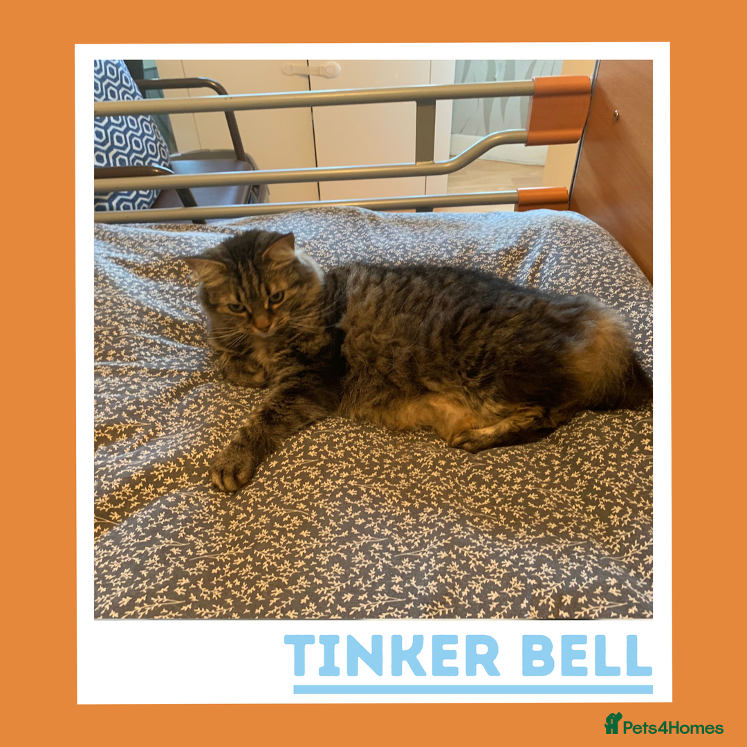 Mixed Breed cats for adoption: Curious, Confident Lady Kitty - Advert 3