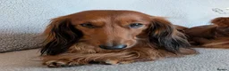 Miniature Dachshund dogs for stud: For stud miniature long hair dachshund  - Advert 2