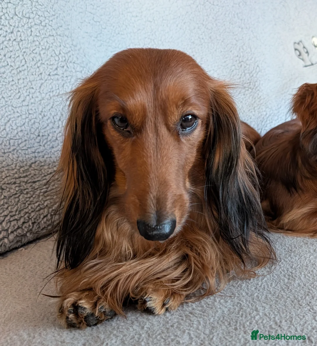 Miniature Dachshund dogs for stud: For stud miniature long hair dachshund  - Advert 2