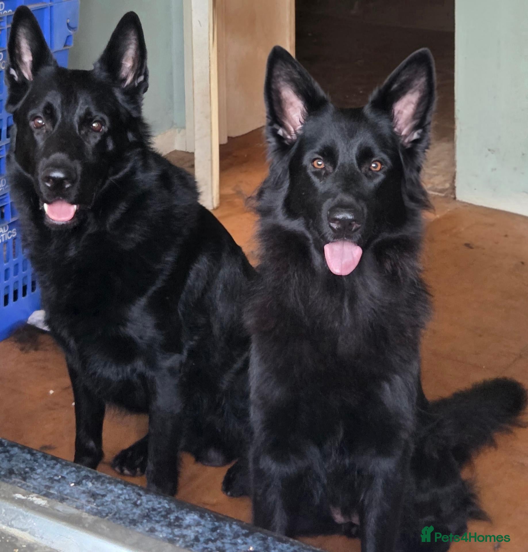 German Shepherd dogs Black german shepherds for sale - Advert 4