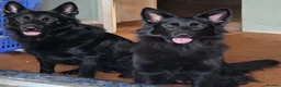 German Shepherd dogs for sale: Black german shepherds for sale - Advert 1