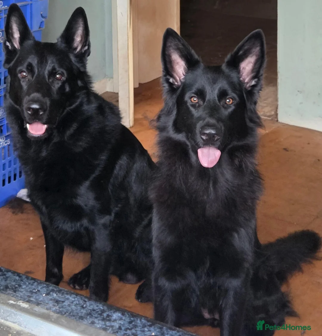 German Shepherd dogs for sale: Black german shepherds for sale - Advert 1