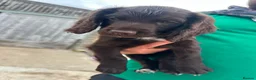 Cocker Spaniel dogs for sale: Cocker spaniel pups - READY NOW  in Whitby - Advert 17