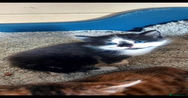 British Longhair cats - Advert 11
