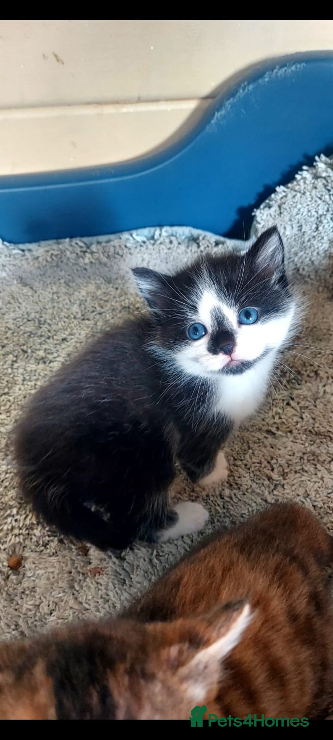 British Longhair cats for sale: Kittens for sale  - Image 2