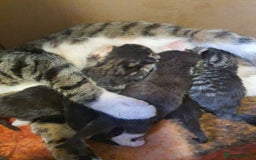 Mixed Breed cats for sale: One little black and white boy left - Image 6