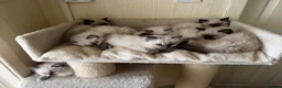 Ragdoll cats for sale: Beautiful Ragdoll kittens - Advert 5