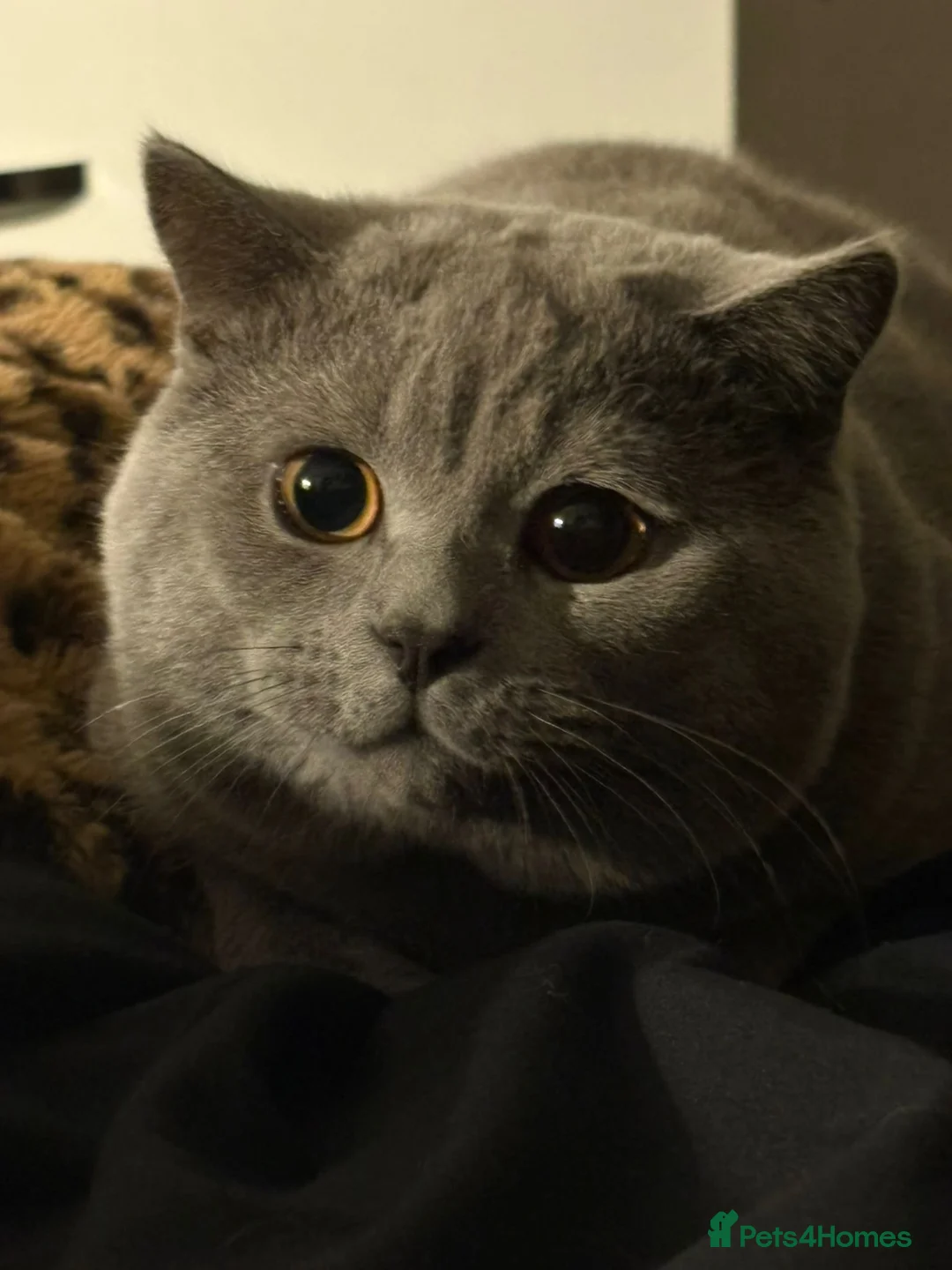 British Shorthair cats for sale: British Shorthair cat for sale  - Advert 2