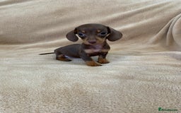 Dachshund dogs for sale: Adorable Dachshunds - Image 4