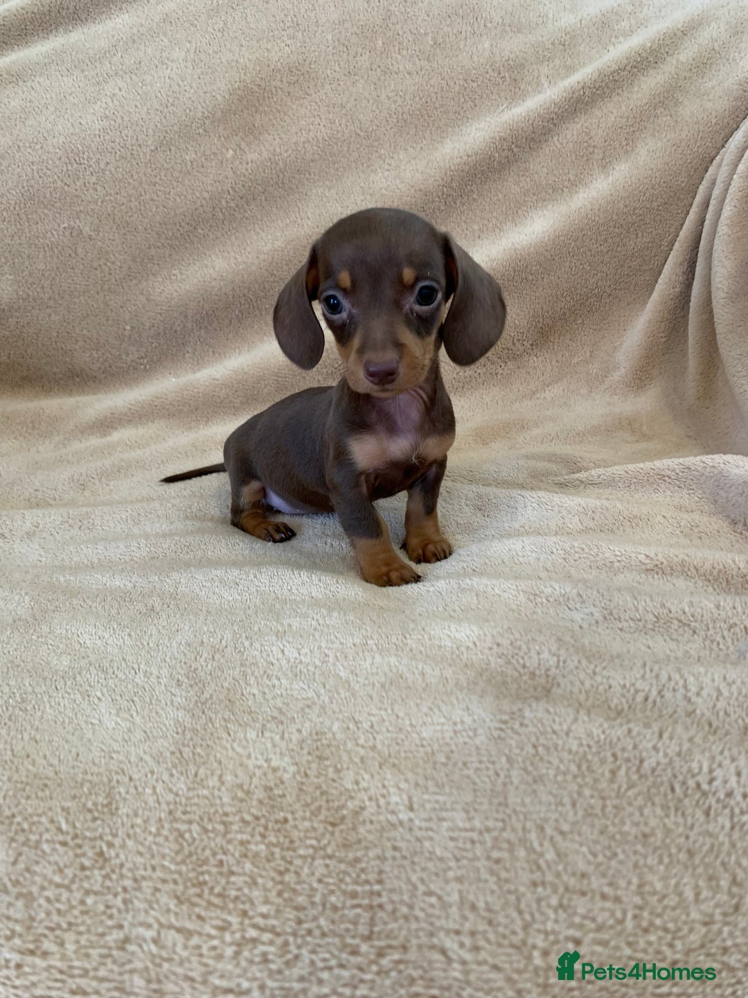 Dachshund dogs for sale: Adorable Dachshunds - Image 4