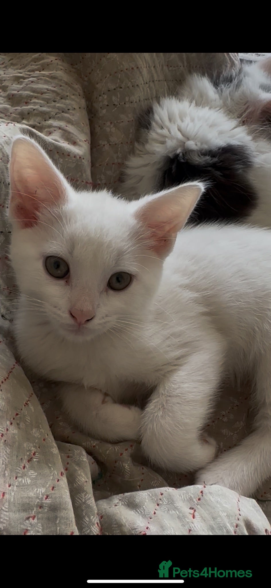 Ragdoll cats Beautiful mixed kittens for sale! - Advert 2