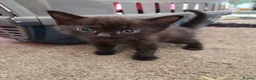 Mixed Breed cats for sale: Kittens for Sale in Bridlington - Advert 17