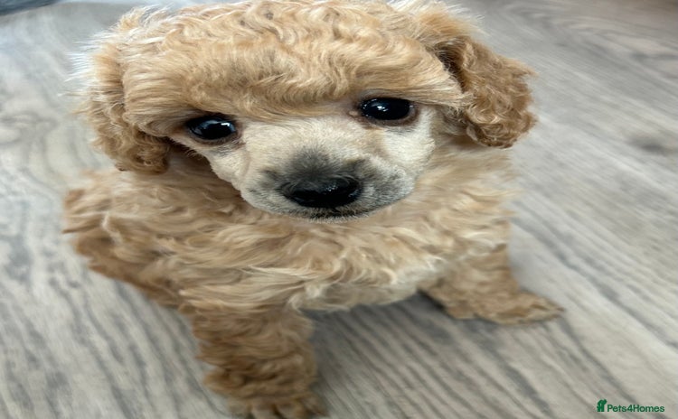 Toy Poodle dogs - Advert 1