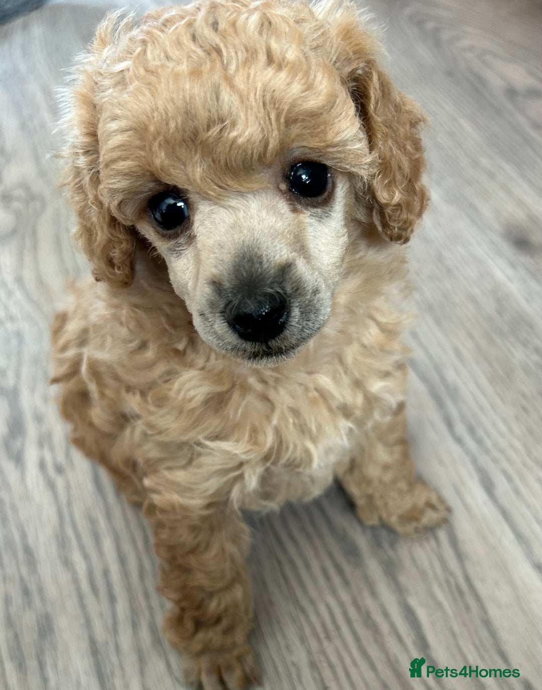 Toy Poodle dogs for sale: Toy poodle - Image 1