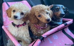 Toy Poodle dogs for sale: Toy poodle puppies ready now. Aberdeenshire - Image 34