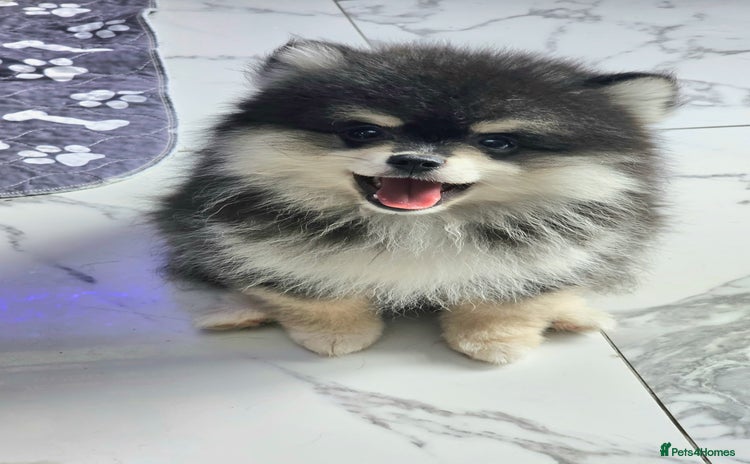 Pomsky dogs - Advert 1