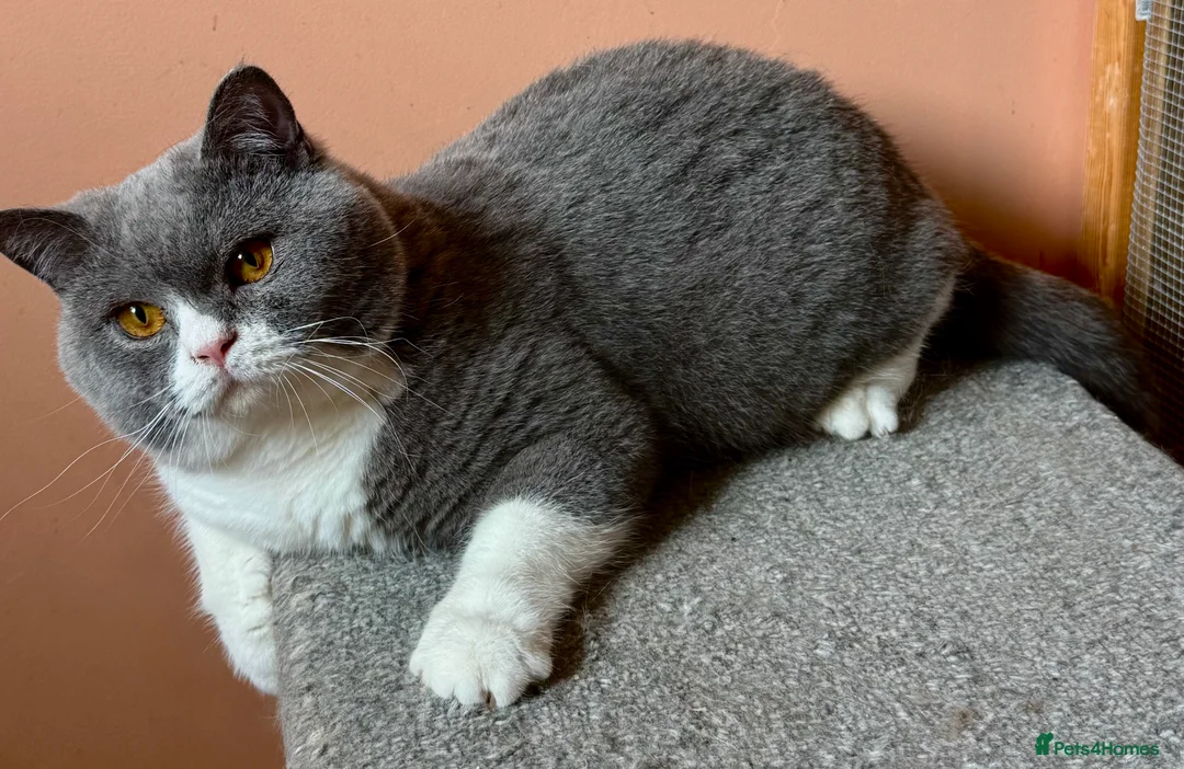 British Shorthair cats for stud: Stunning Pedigree GCCF BSH male for stud!! - Advert 6