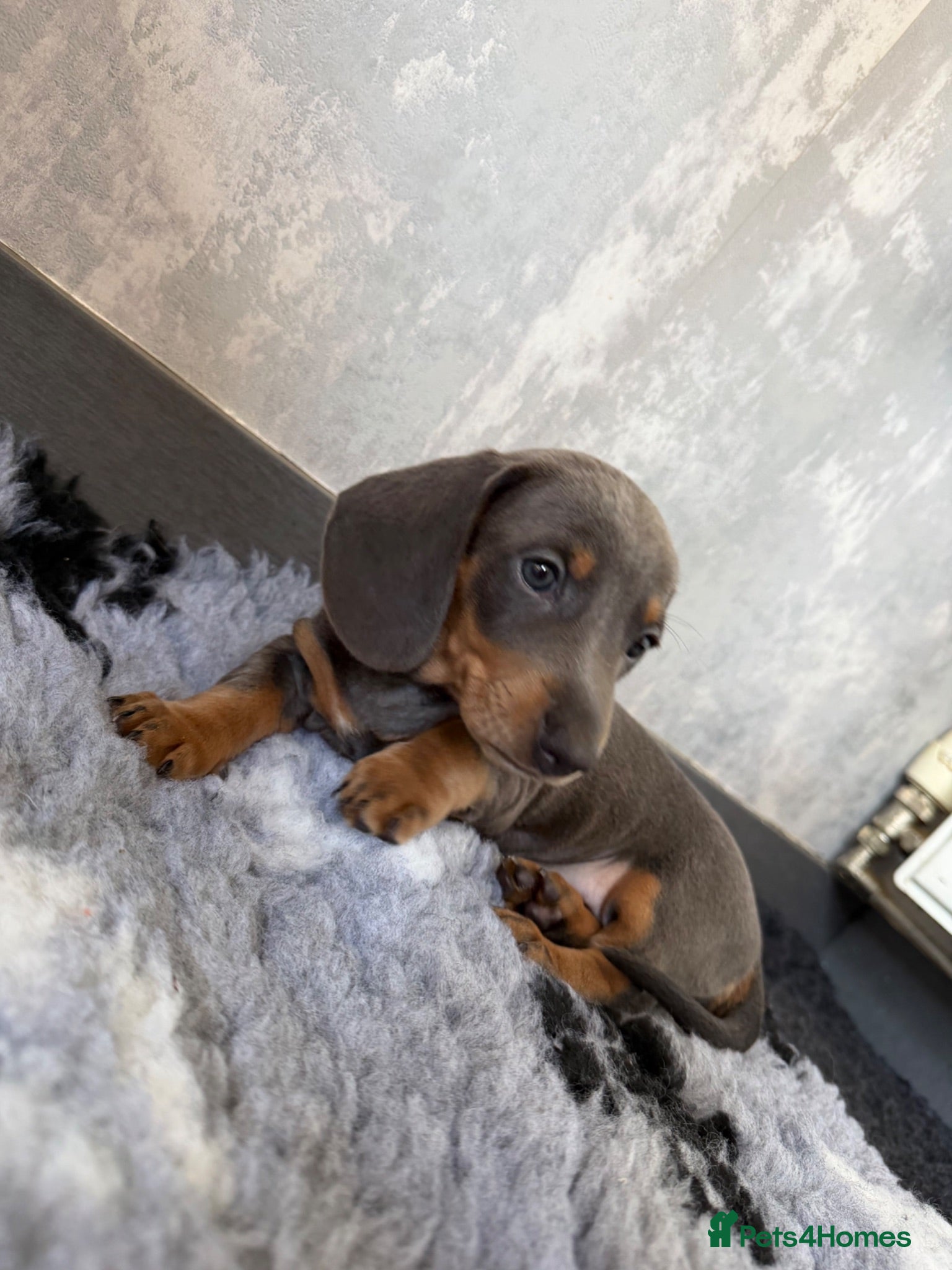 Dachshund dogs 🩷 2 Beautiful Isabella and Tan Dachshund Girls 🩷 - Advert 2