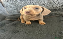 Dachshund dogs for sale: Beautiful mini dachshunds  - Image 2