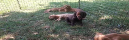 Cocker Spaniel dogs for sale: Kc health tested working cocker spaniel puppies - Advert 6