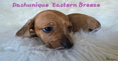 Miniature Dachshund dogs KC reg, gorgeous litter, pra clear  - Advert 16