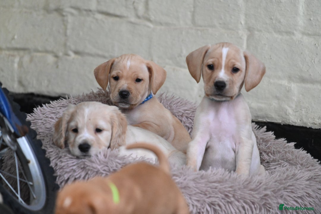 Cocker Spaniel dogs for sale: READY SOON! Working Cocker Spaniel mix Puppies  - Image 32