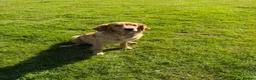 Golden Retriever dogs for sale: KC Registered Golden Retriever Puppies - Advert 12