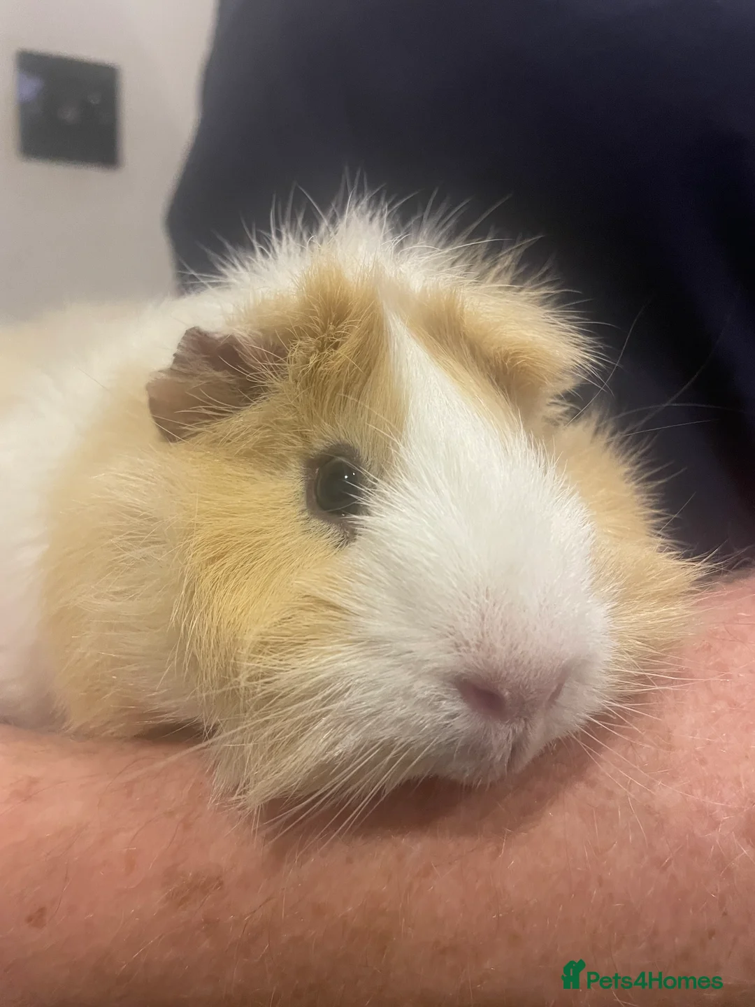 Guinea Pig rodents for sale: 3 Male Guinea pigs 15 months old - Advert 6