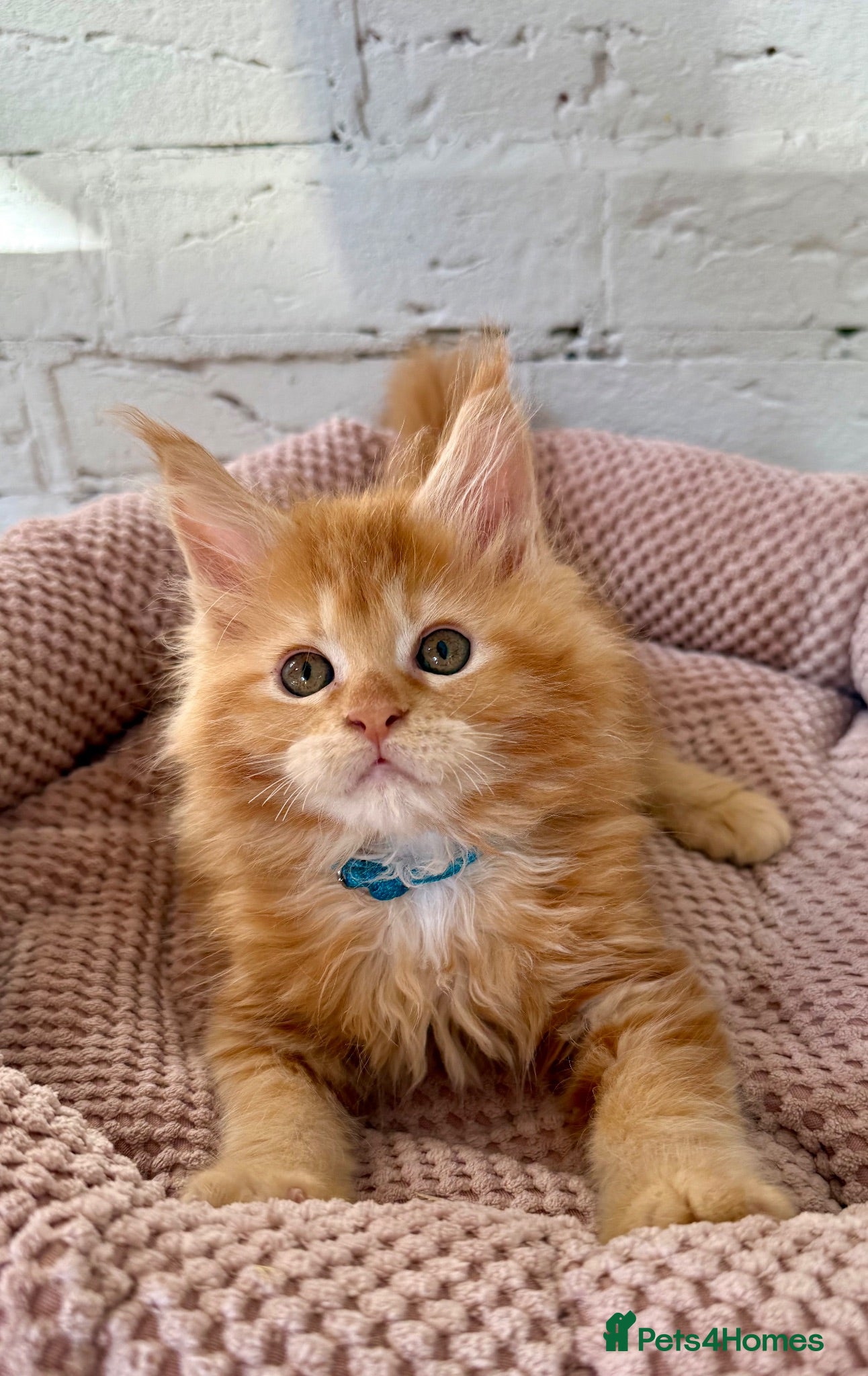 Maine Coon cats TICa reg 9 XXL Massive Red Kittens - Advert 2
