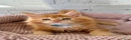 Maine Coon cats for sale: TICa reg 9 XXL Massive Red Kittens - Advert 12
