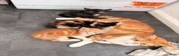 Mixed Breed cats for sale: Kittens for sale - Advert 5
