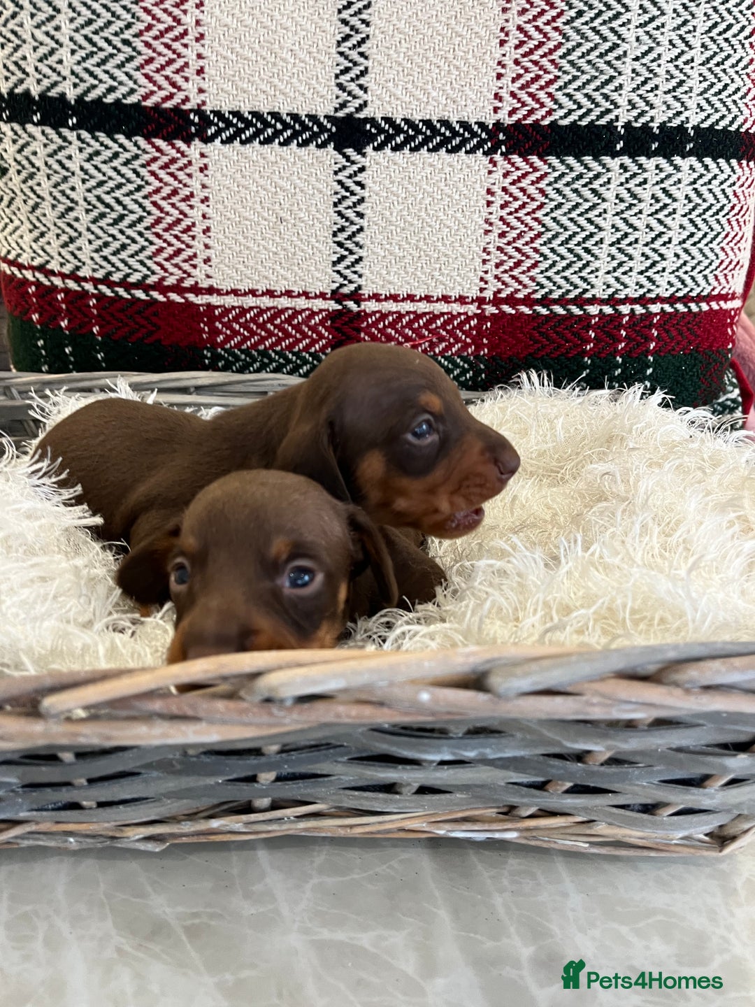 Miniature Dachshund dogs for sale: Beautiful true kc reg miniature dachshunds - Advert 11