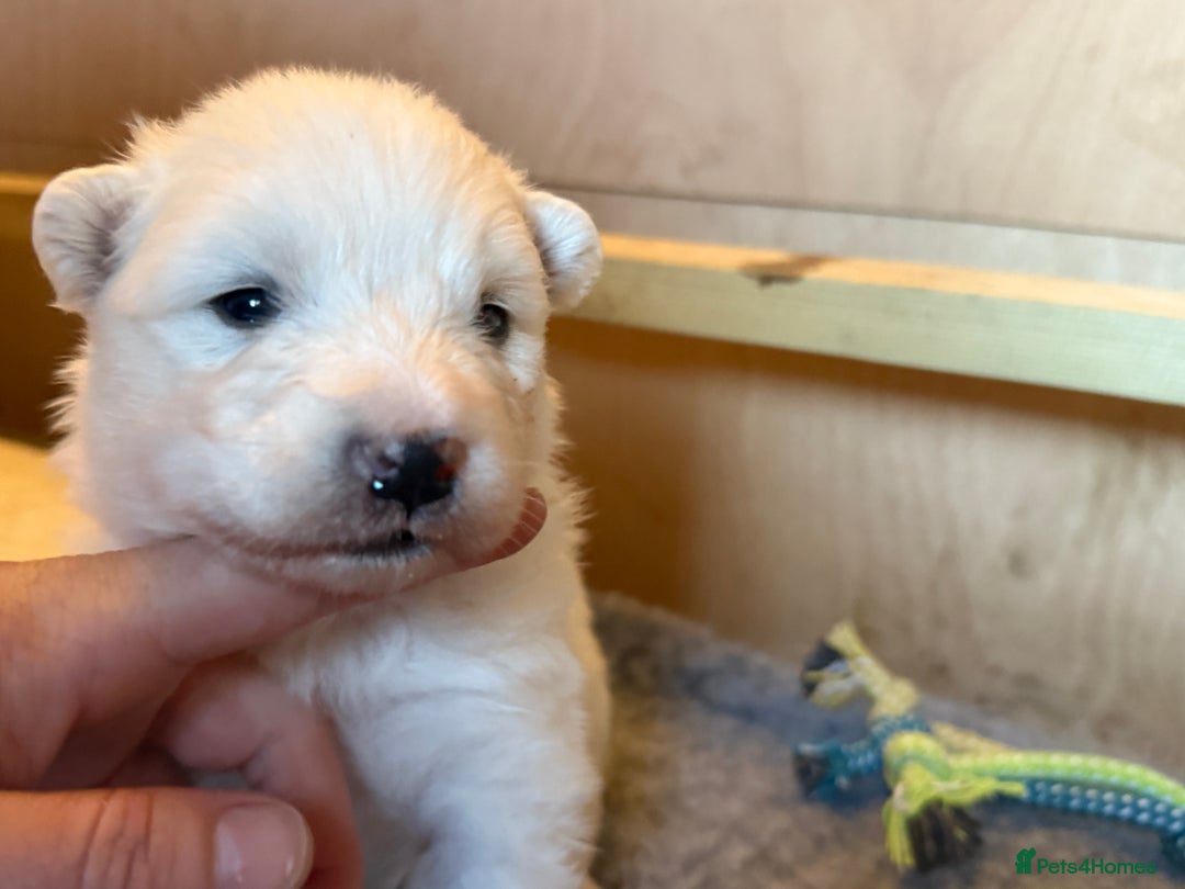 Samoyed dogs for sale: Gorgeous Samoyed Puppies  - Image 26