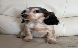 Cocker Spaniel dogs for sale: Beautiful Cocker Spaniel Girl Puppy - Advert 6