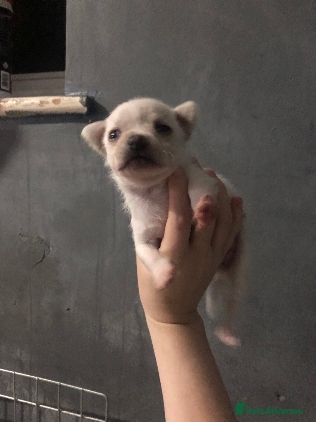 Pomchi dogs for sale: 🐾MALE POMCHI PUPPIES🐾 - Advert 16
