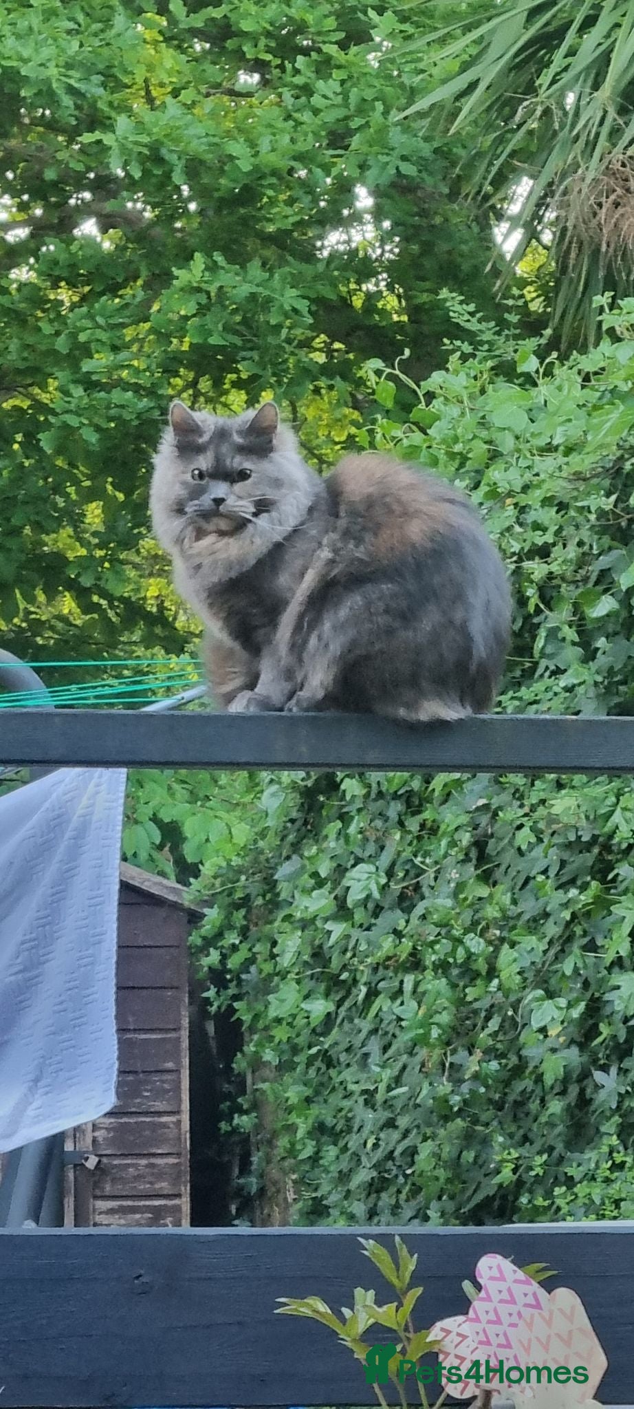 Mixed Breed cats Persian/ragdoll/mix - Advert 1