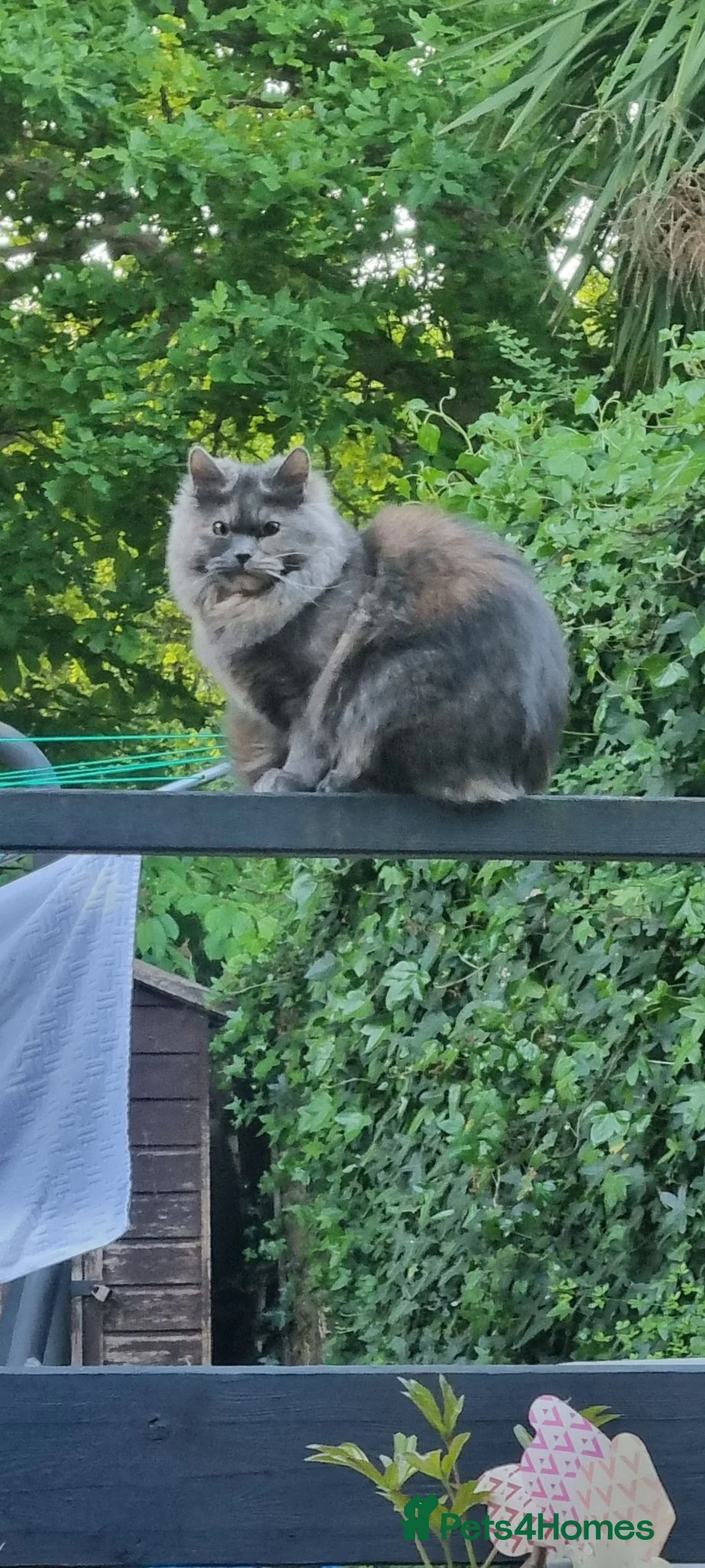 Mixed Breed cats for sale: Persian/ragdoll/mix in Southampton - Advert 1