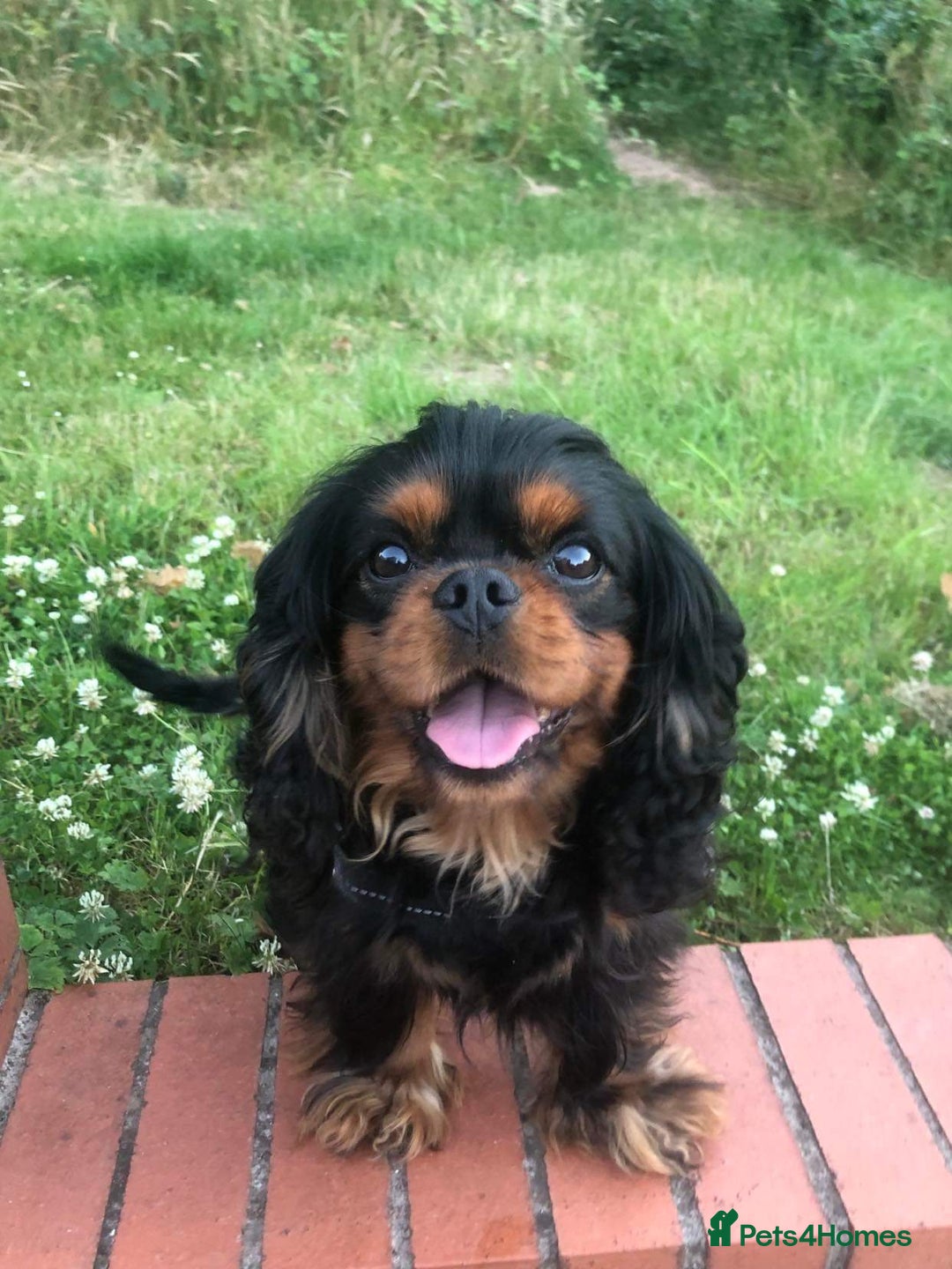 Cavalier King Charles Spaniel dogs for stud: Health Tested SOLID Black and Tan Stud PROVEN in Newport - Advert 3