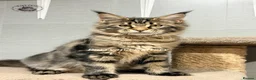 Maine Coon cats for sale: TICA registered Maine coon kittens READY NOW - Advert 6