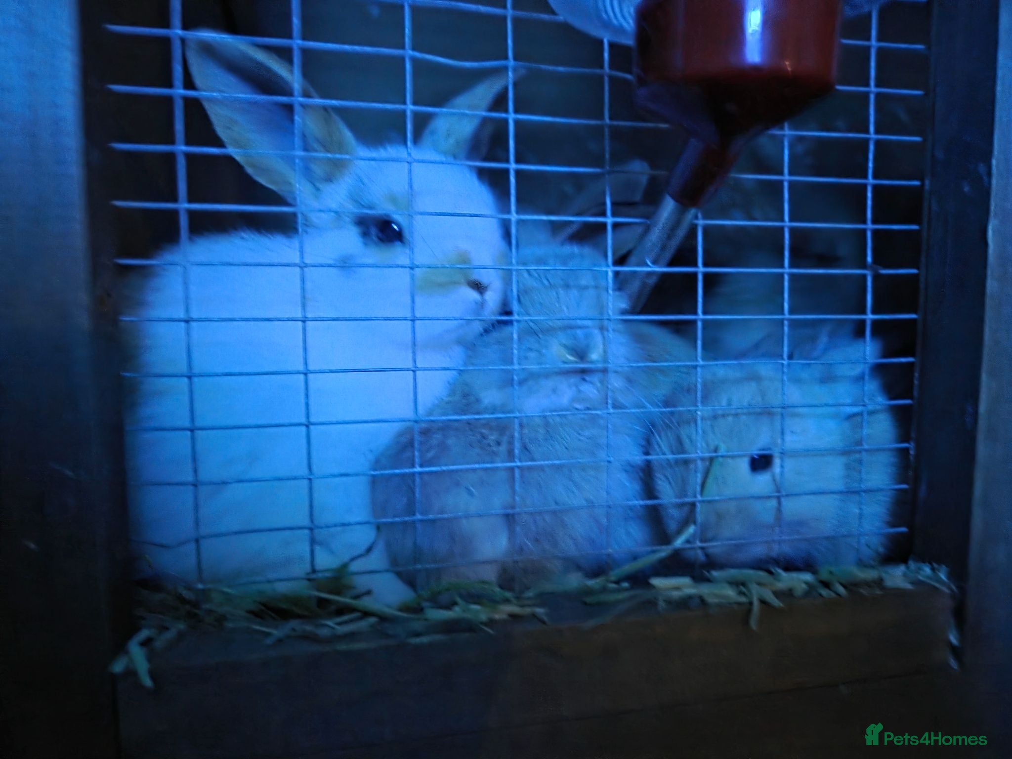 Mini Lop rabbits Mini lop baby rabbits  ready 17th July - Advert 4