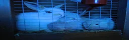 Mini Lop rabbits for sale: Mini lop baby rabbits  ready 17th July - Advert 1