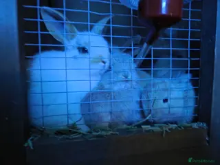 Mini Lop rabbits Mini lop baby rabbits ready 17th July - Advert 4