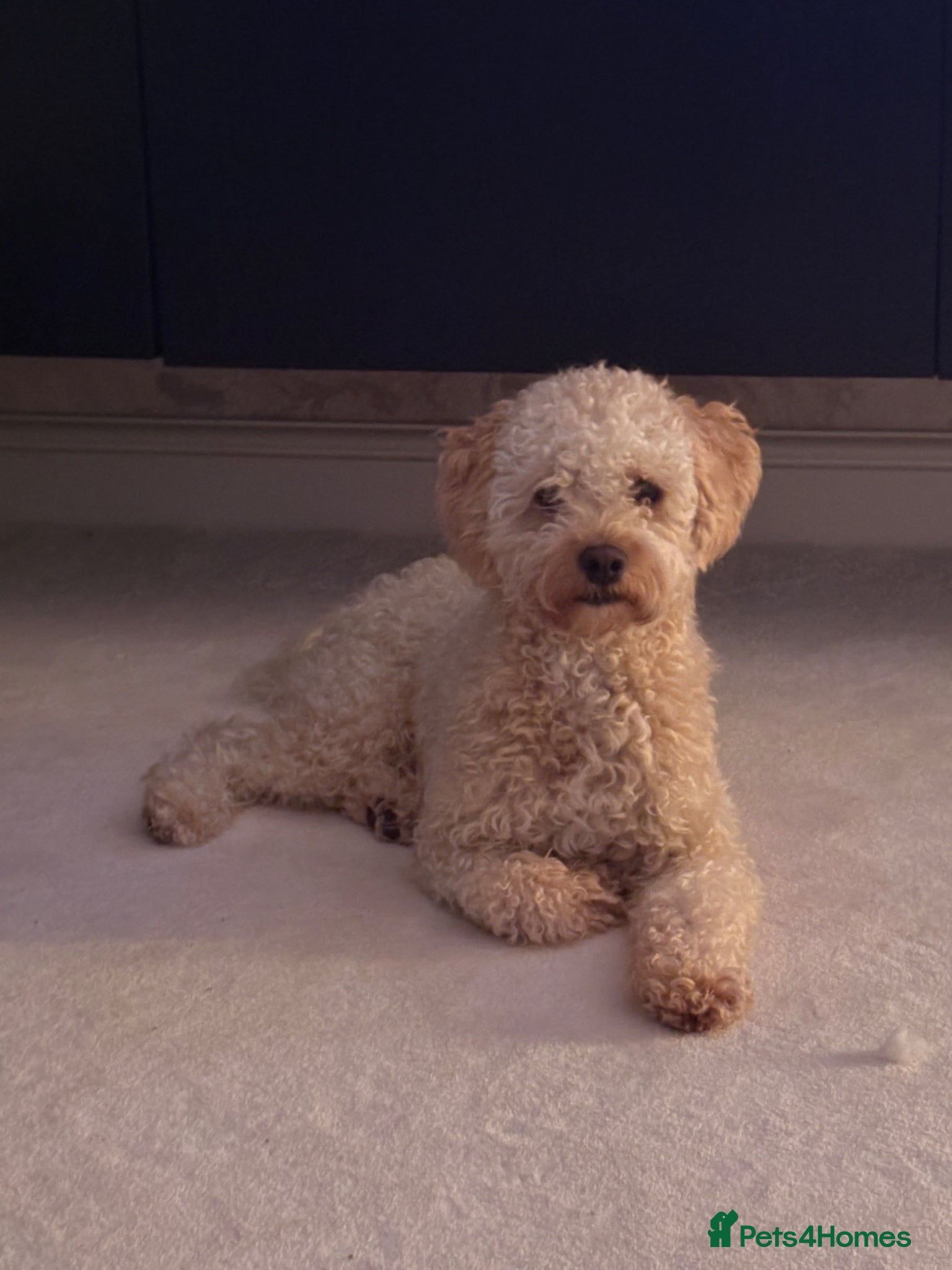 Mixed Breed dogs Loving home for 17month old cavapoo Harley  - Advert 2