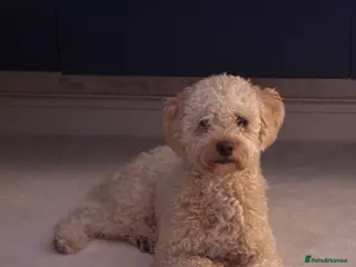 Mixed Breed dogs Loving home for 17month old cavapoo Harley - Advert 1